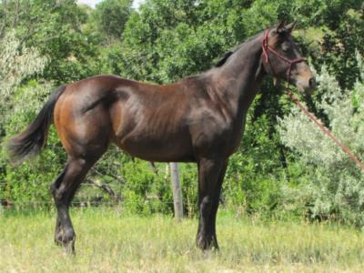 Paddys Gin Juno JW <BR> AQHA 5680550